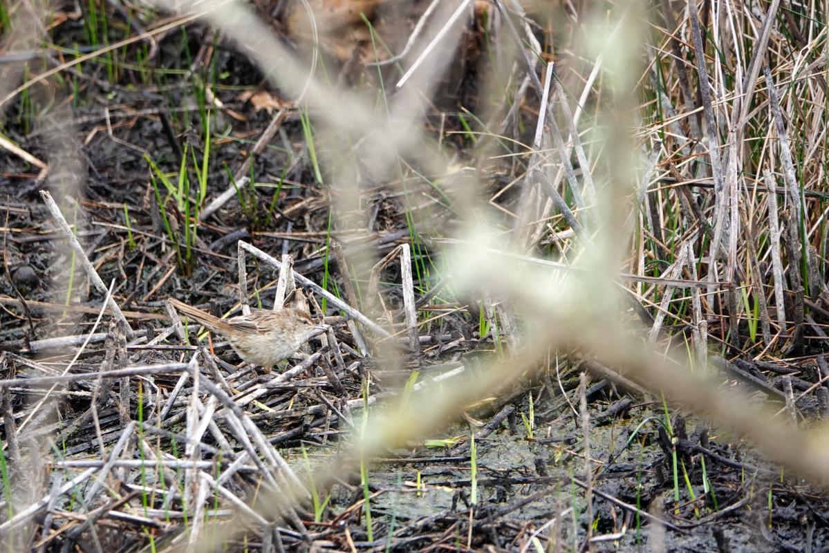 Little Grassbird (Megalurus gramineus)