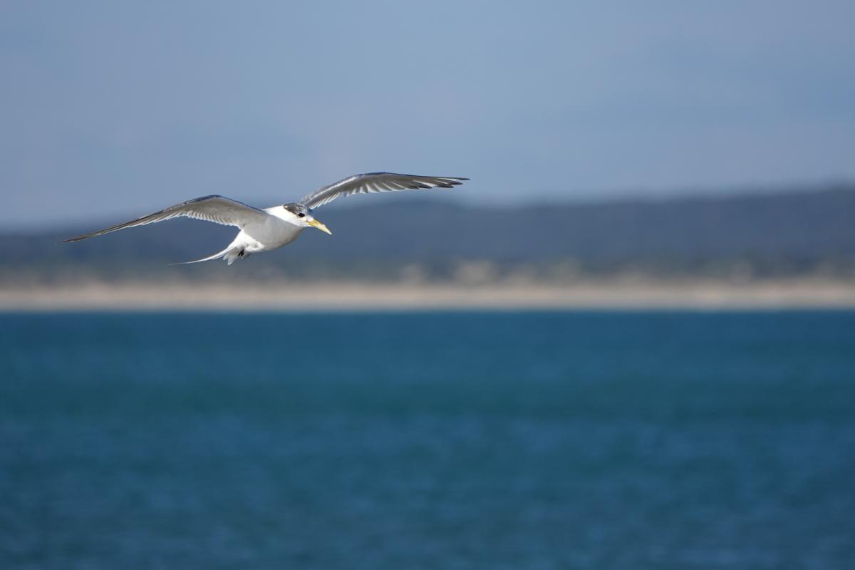 Little Tern (Sternula albifrons)