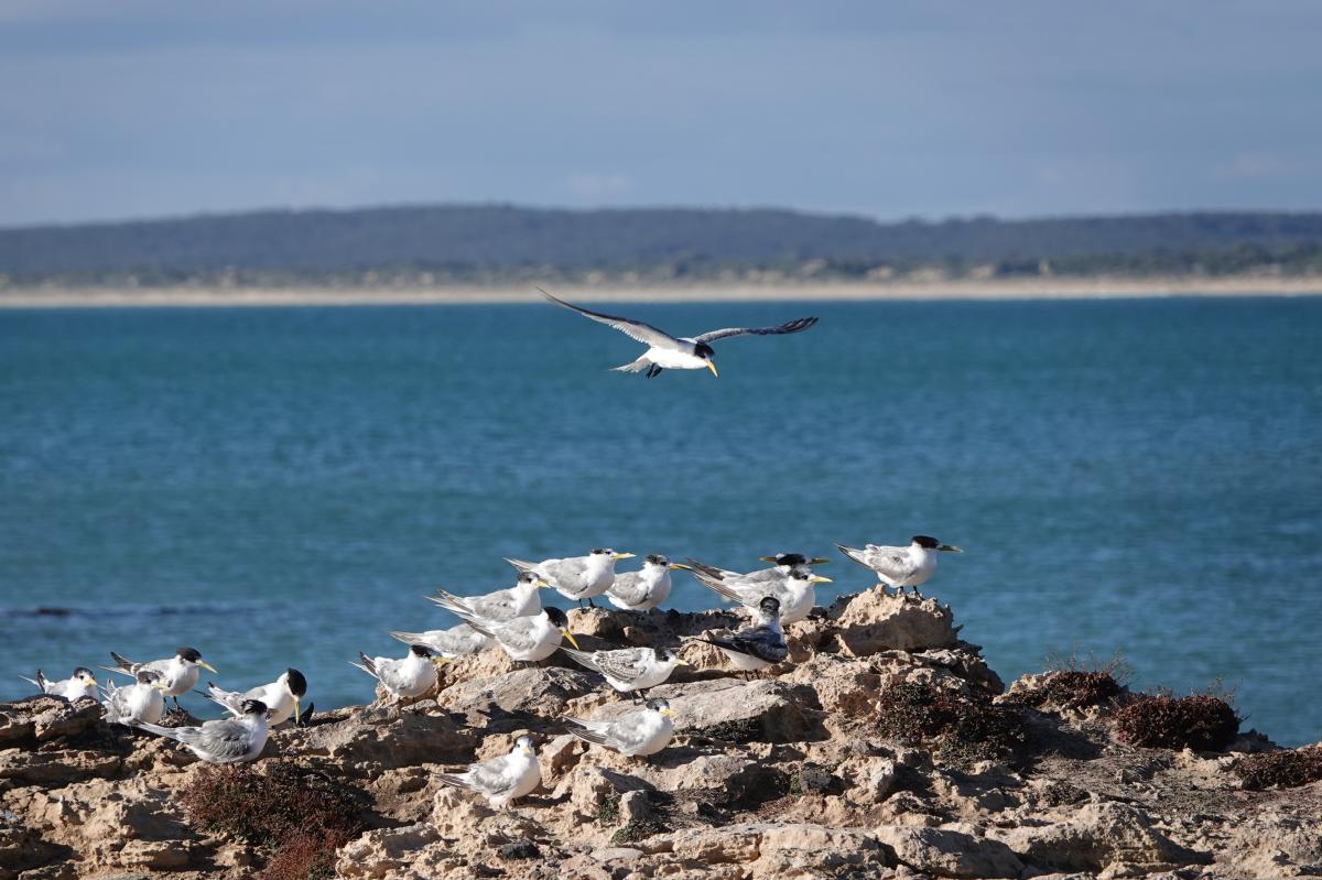 Little Tern (Sternula albifrons)