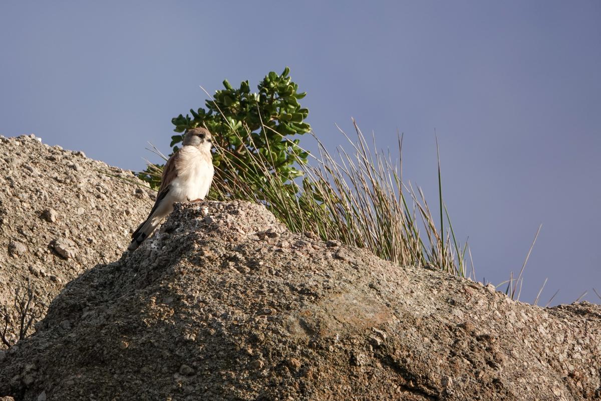 Nankeen Kestrel (Falco cenchroides)