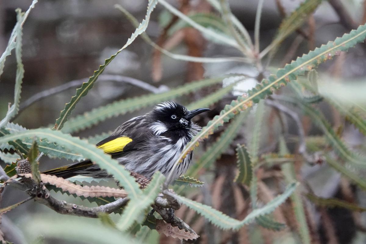 New Holland Honeyeater (Phylidonyris novaehollandiae)