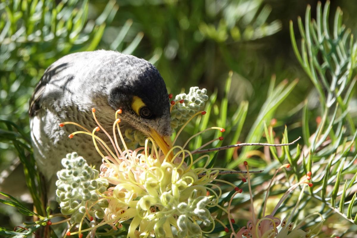 Noisy Miner (Manorina melanocephala)