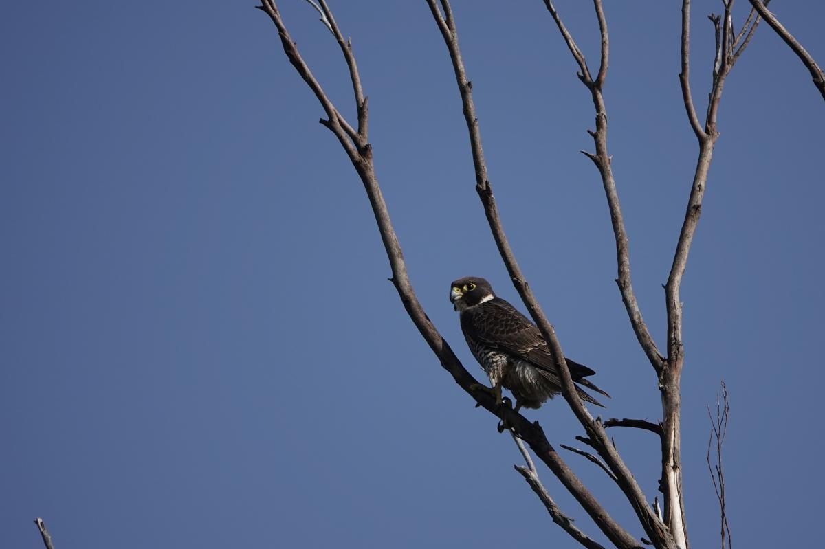 Peregrine falcon (Falco peregrinus)