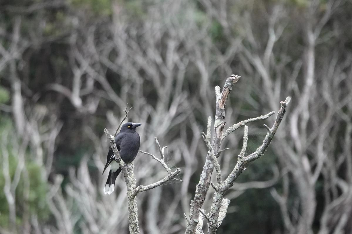 Pied Currawong (Strepera graculina)