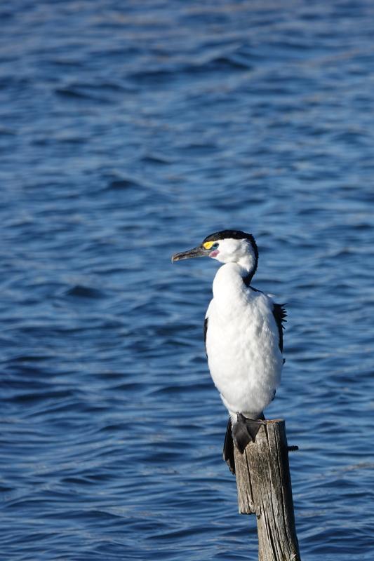 Pied Shag (Phalacrocorax varius)