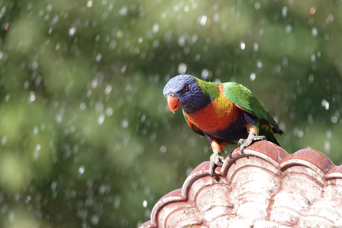 Rainbow Lorikeet (Trichoglossus haematodus)