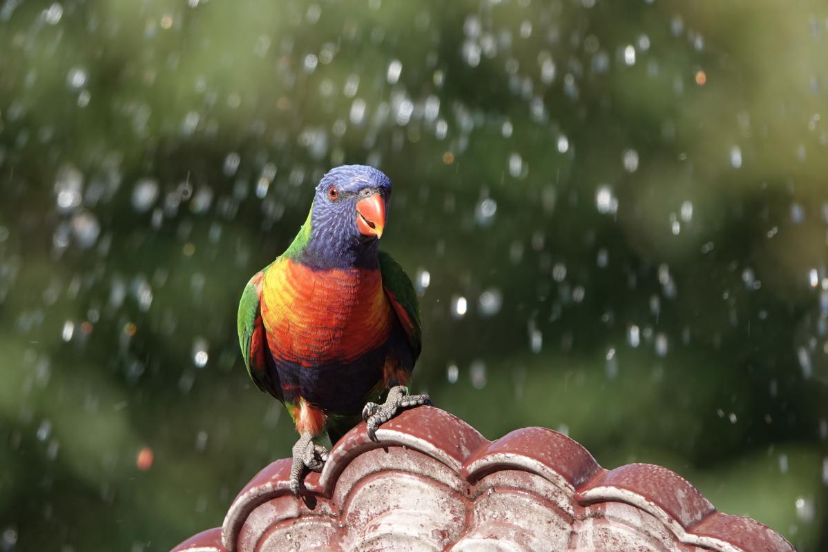 Rainbow Lorikeet (Trichoglossus haematodus)