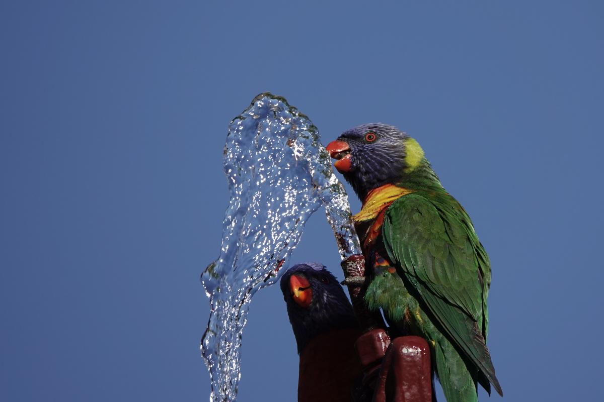 Rainbow Lorikeet (Trichoglossus haematodus)