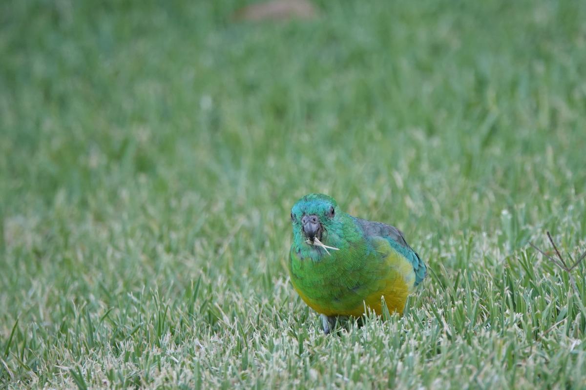 Red-rumped Parrot (Psephotus haematonotus)