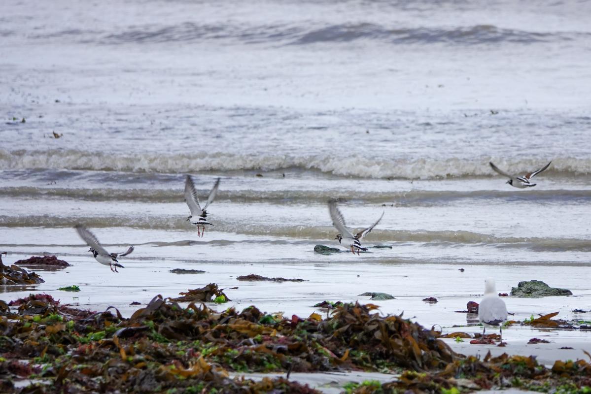 Ruddy Turnstone (Arenaria interpres)