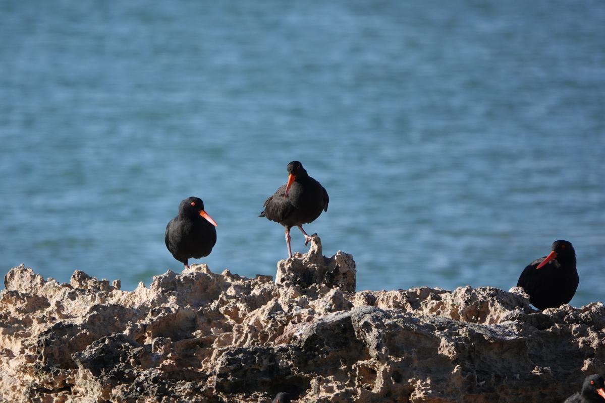 Sooty Oystercatcher (Haematopus fuliginosus)