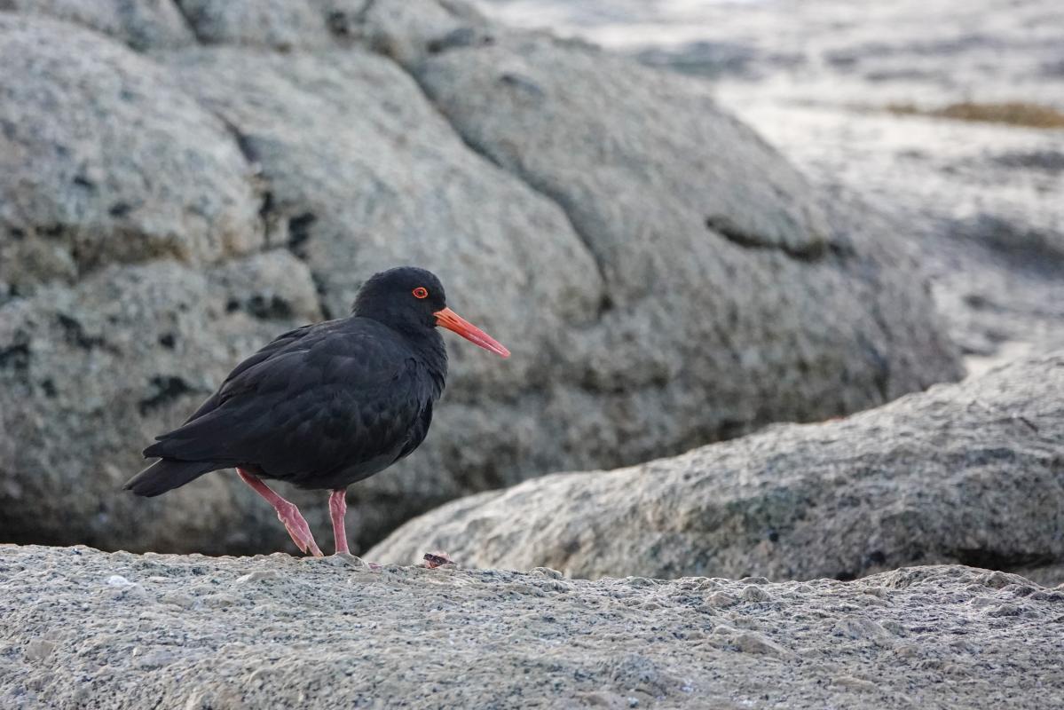 Sooty Oystercatcher (Haematopus fuliginosus)