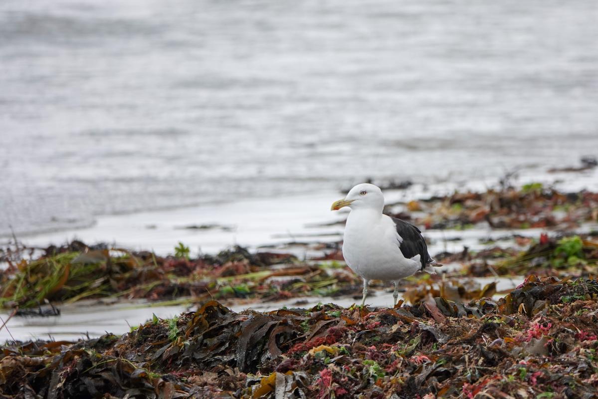 Southern Black-backed Gull (Larus dominicanus)