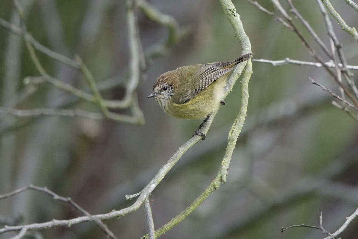 Striated thornbill (Acanthiza lineata)