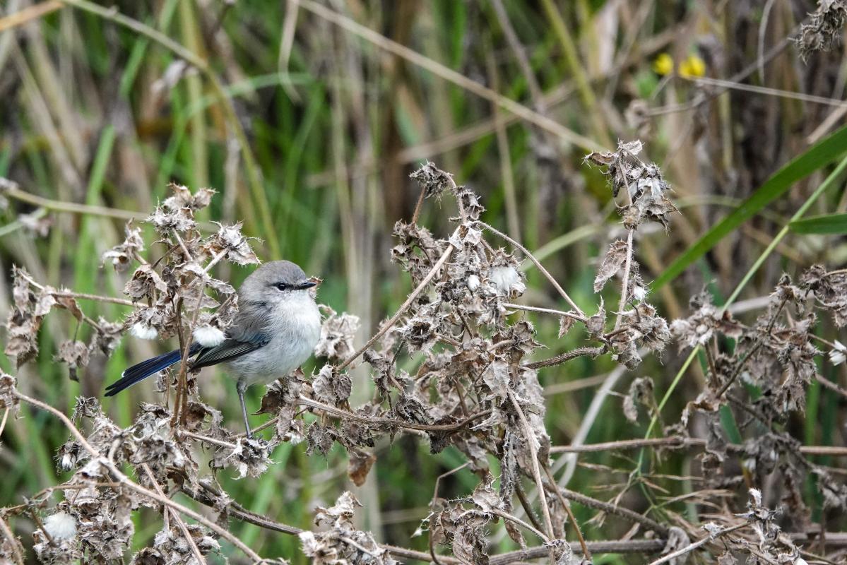 Superb Fairywren (Malurus cyaneus)