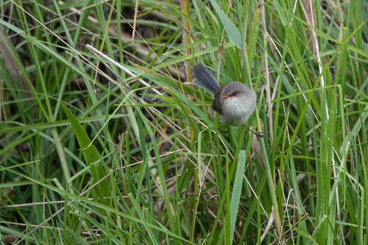 Superb Fairywren (Malurus cyaneus)