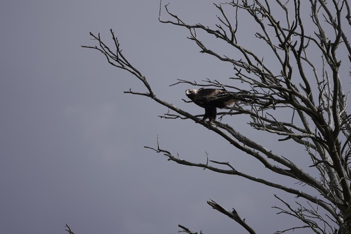 Wedge-tailed eagle (Aquila audax)