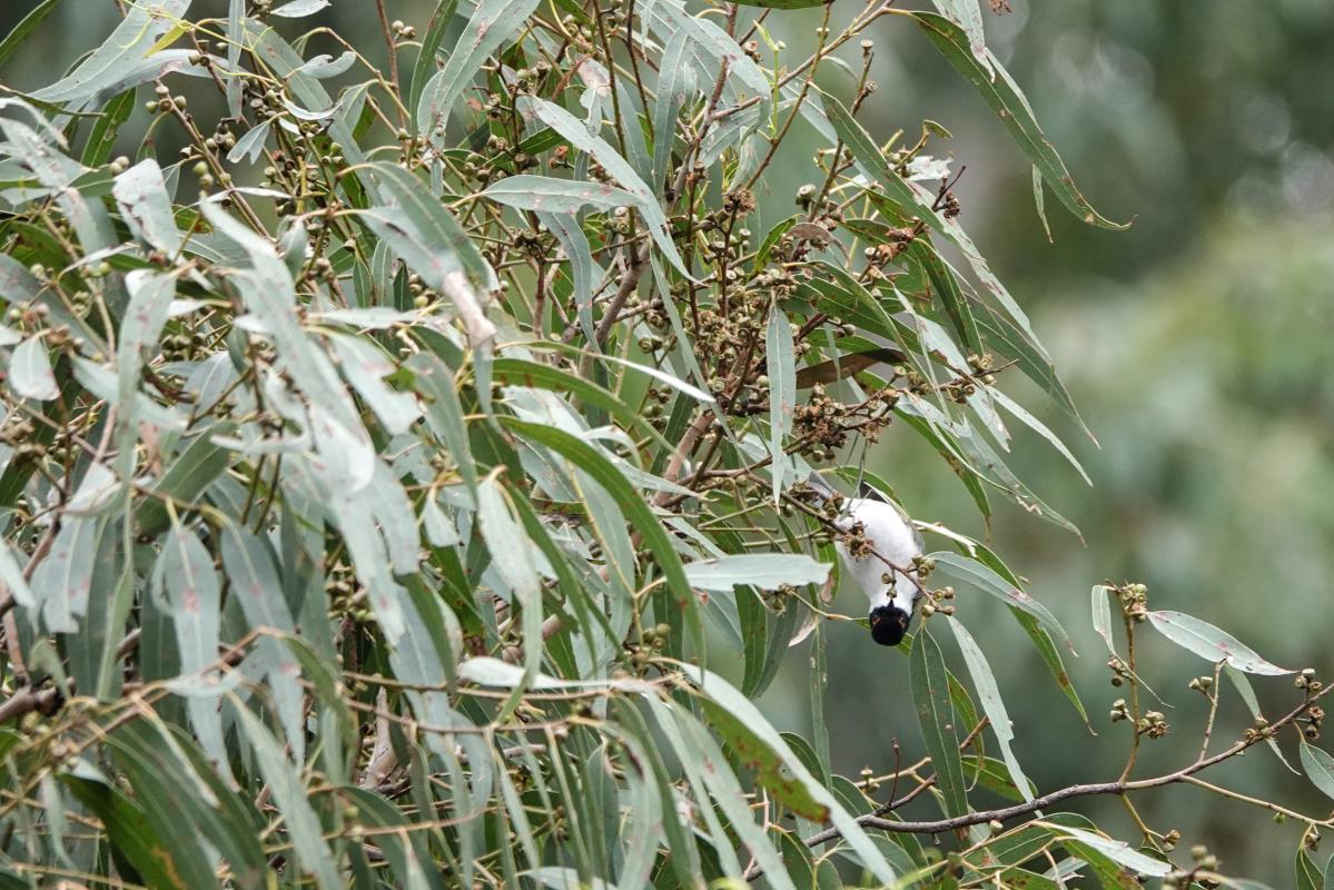 White-naped Honeyeater (Melithreptus lunatus)