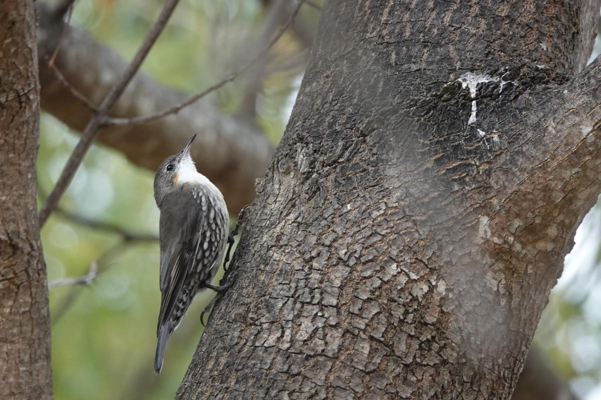 White-throated Treecreeper (Cormobates leucophaea)