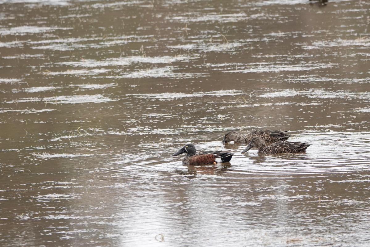 Australasian Shoveler (Anas rhynchotis)