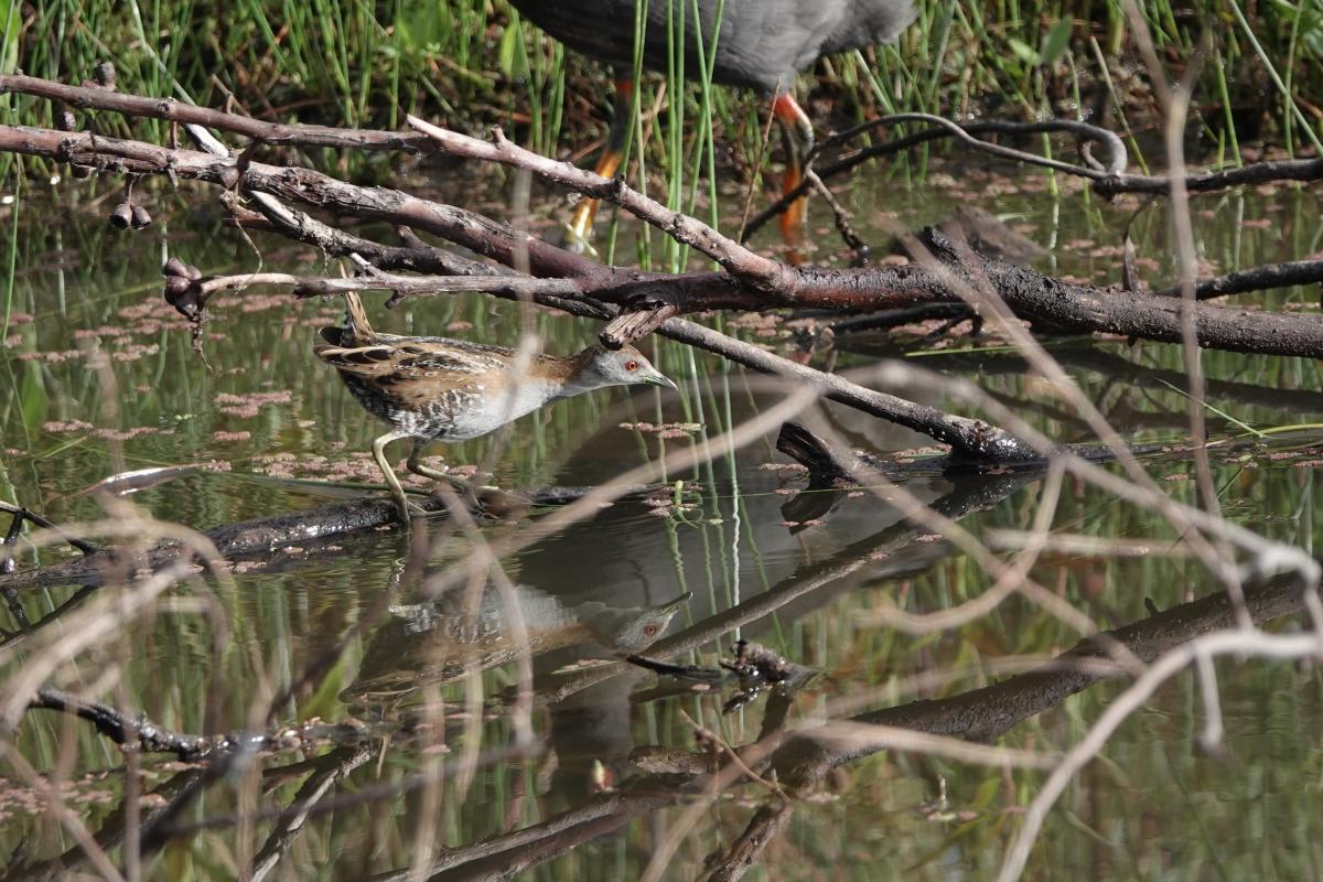 Baillon's crake (Zapornia pusilla)