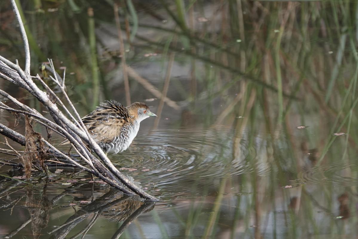 Baillon's crake (Zapornia pusilla)