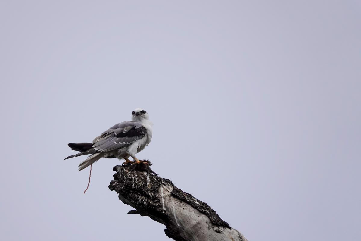 Black-shouldered Kite (Elanus axillaris)
