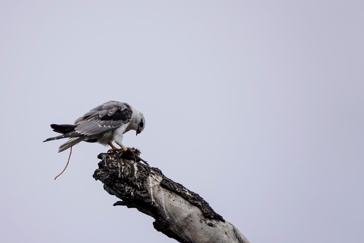 Black-shouldered Kite (Elanus axillaris)