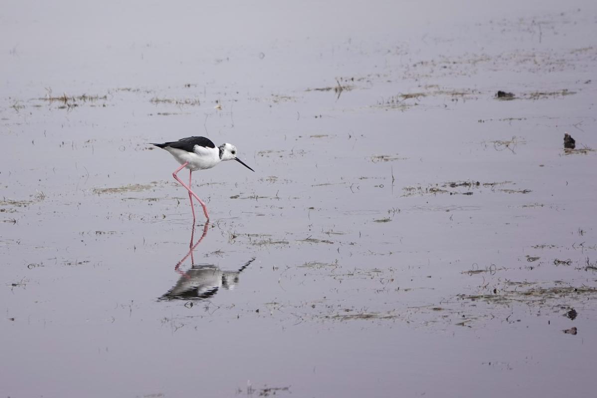 Pied Stilt (Himantopus himantopus)
