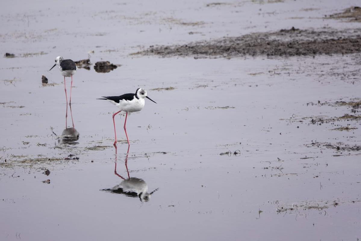 Pied Stilt (Himantopus himantopus)