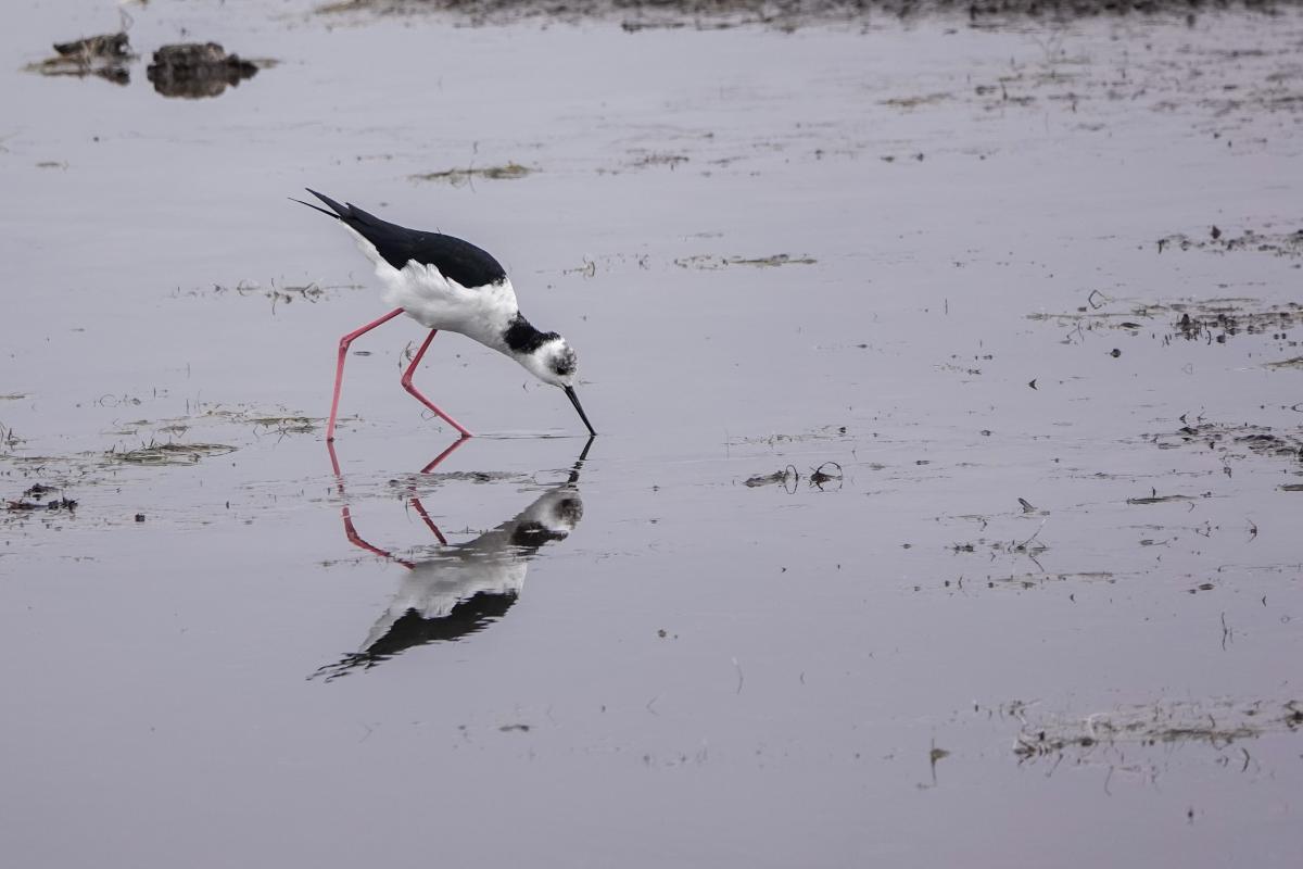 Pied Stilt (Himantopus himantopus)