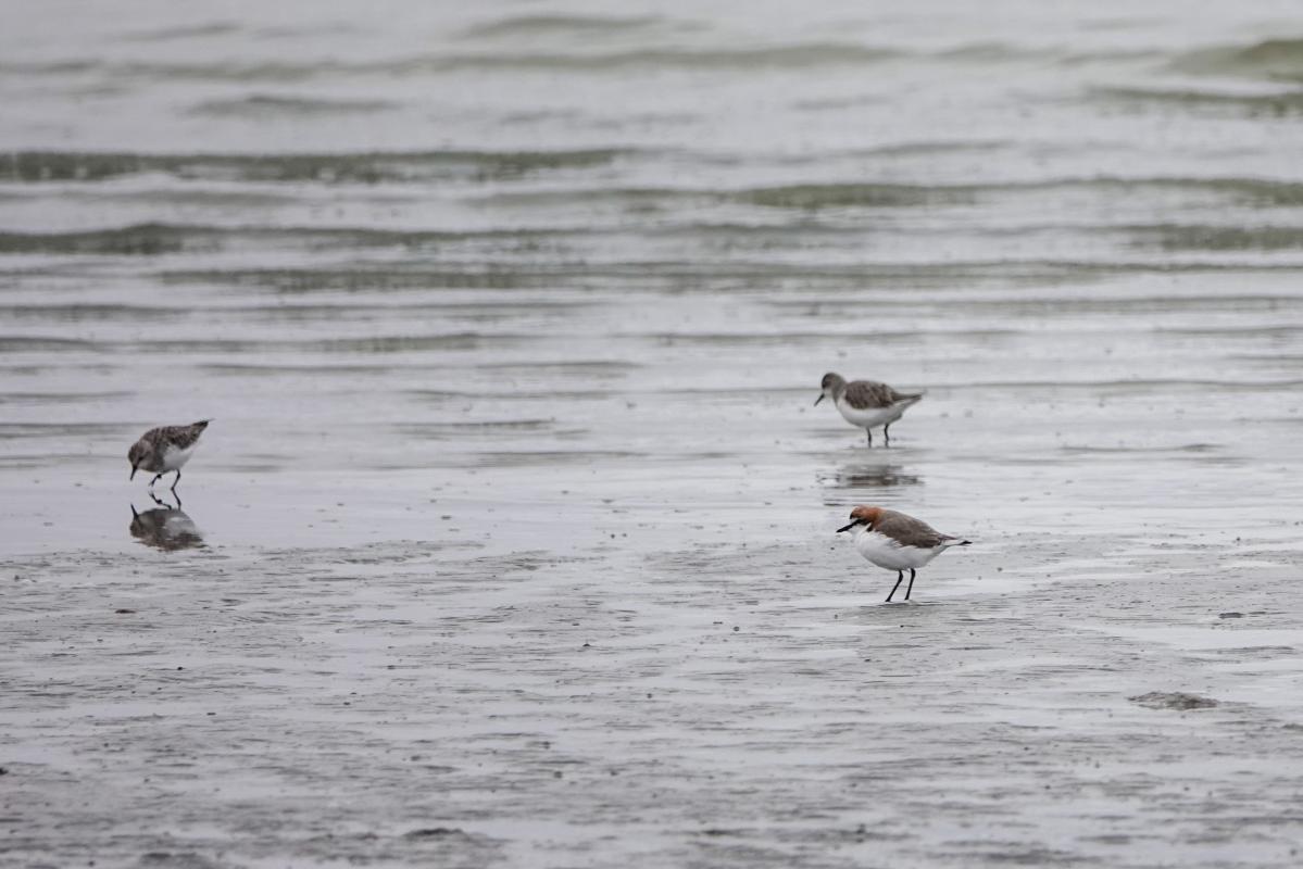 Red-capped Plover (Charadrius ruficapillus)