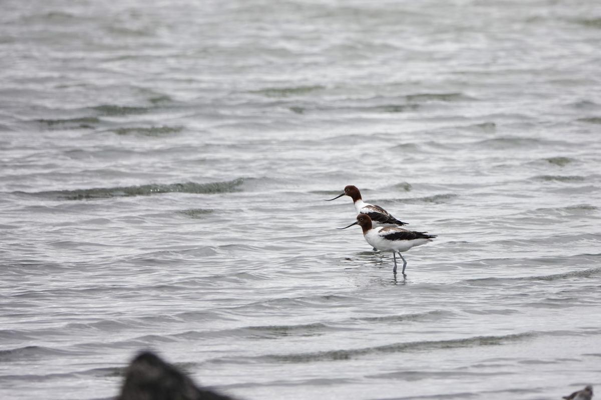 Red-necked Avocet (Recurvirostra novaehollandiae)