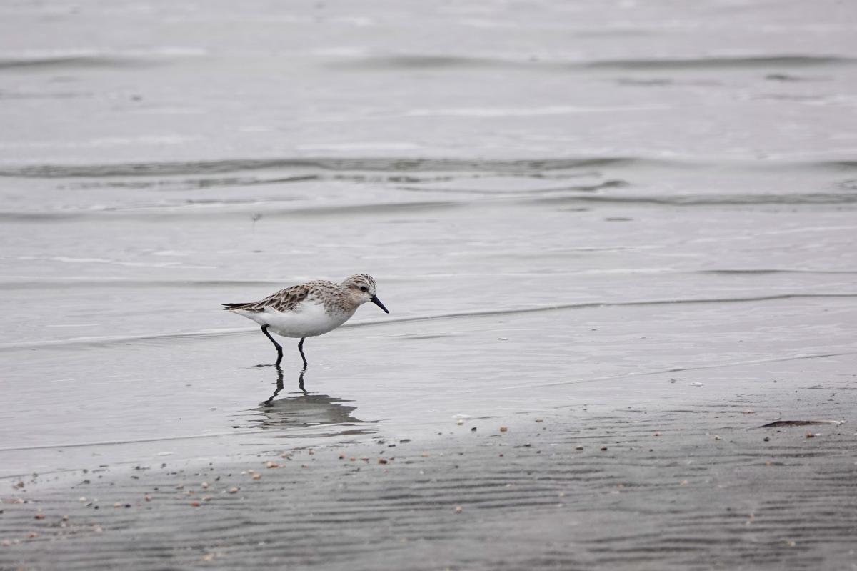 Red-necked Stint (Calidris ruficollis)