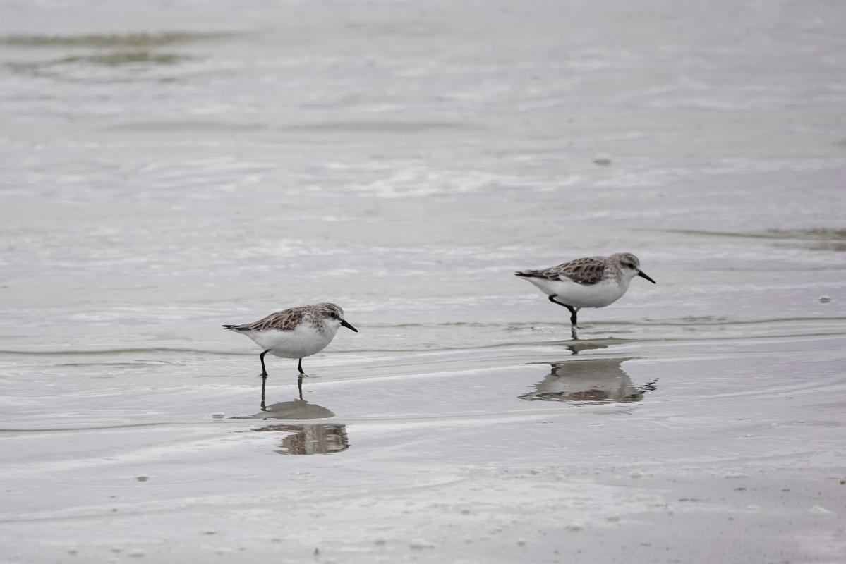 Red-necked Stint (Calidris ruficollis)