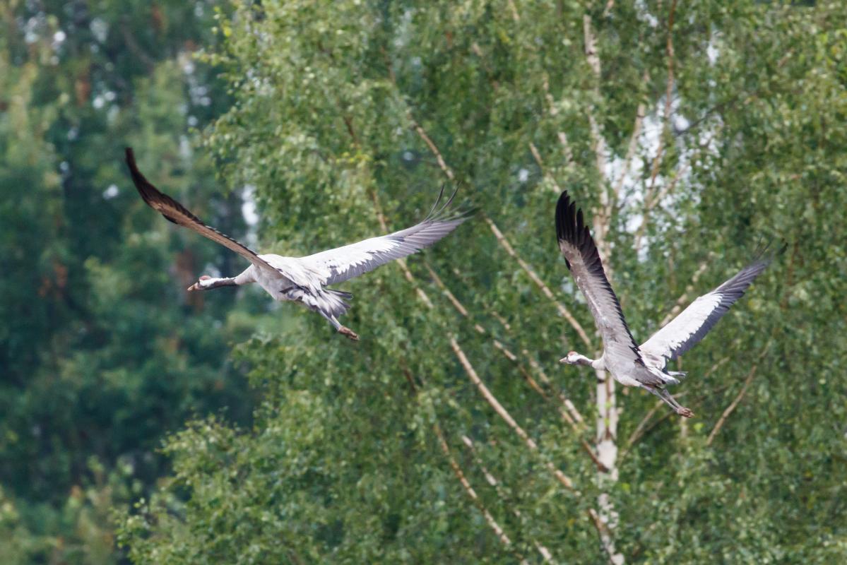 Common Crane (Grus grus)