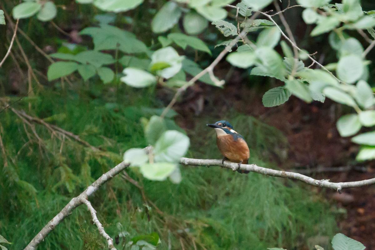 Common kingfisher (Alcedo atthis)