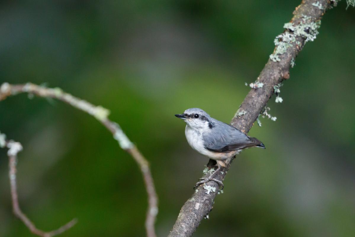 Eurasian nuthatch (Sitta europaea)