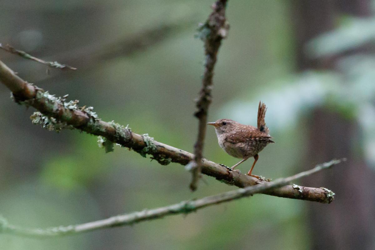 Eurasian wren (Troglodytes troglodytes)