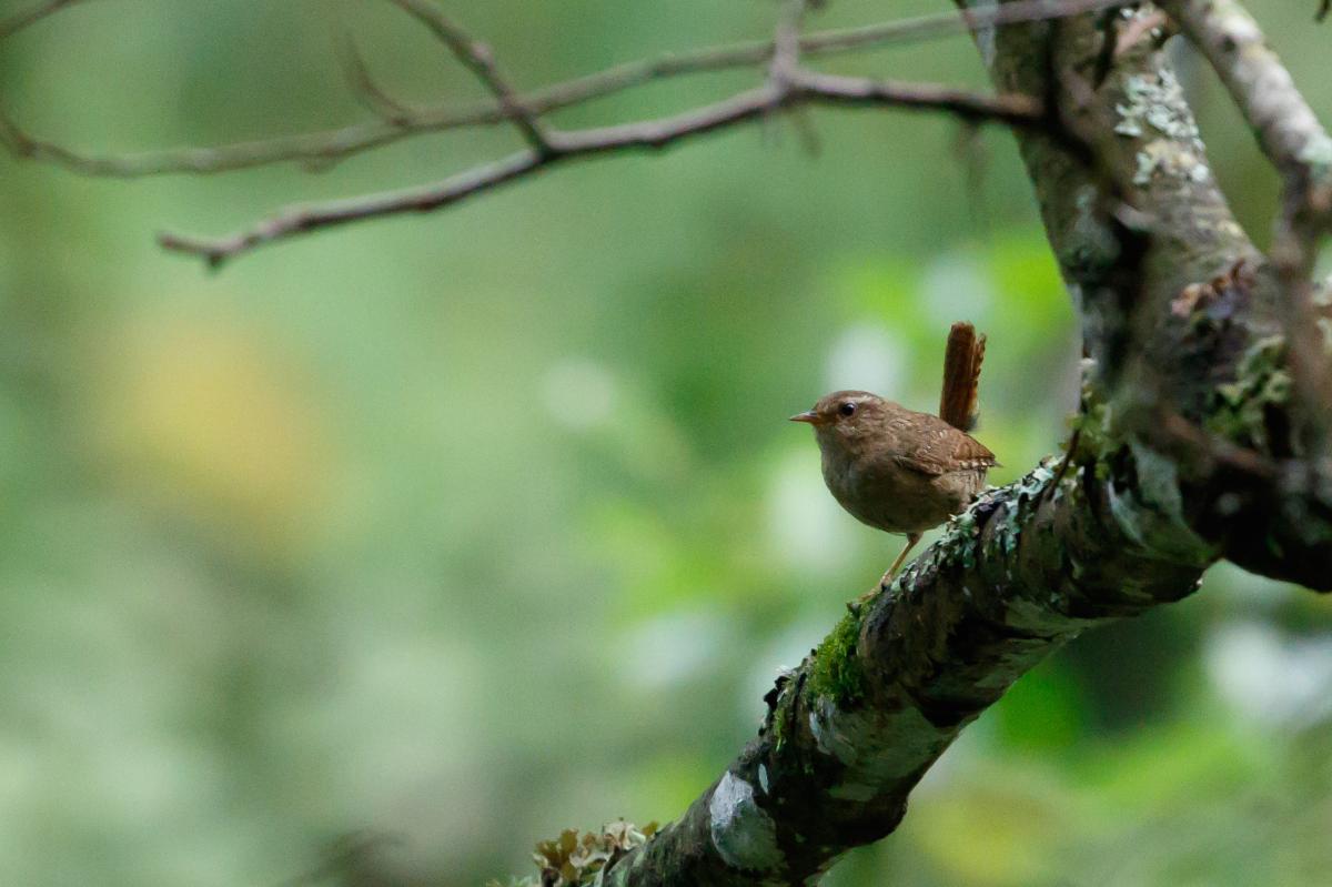 Eurasian wren (Troglodytes troglodytes)