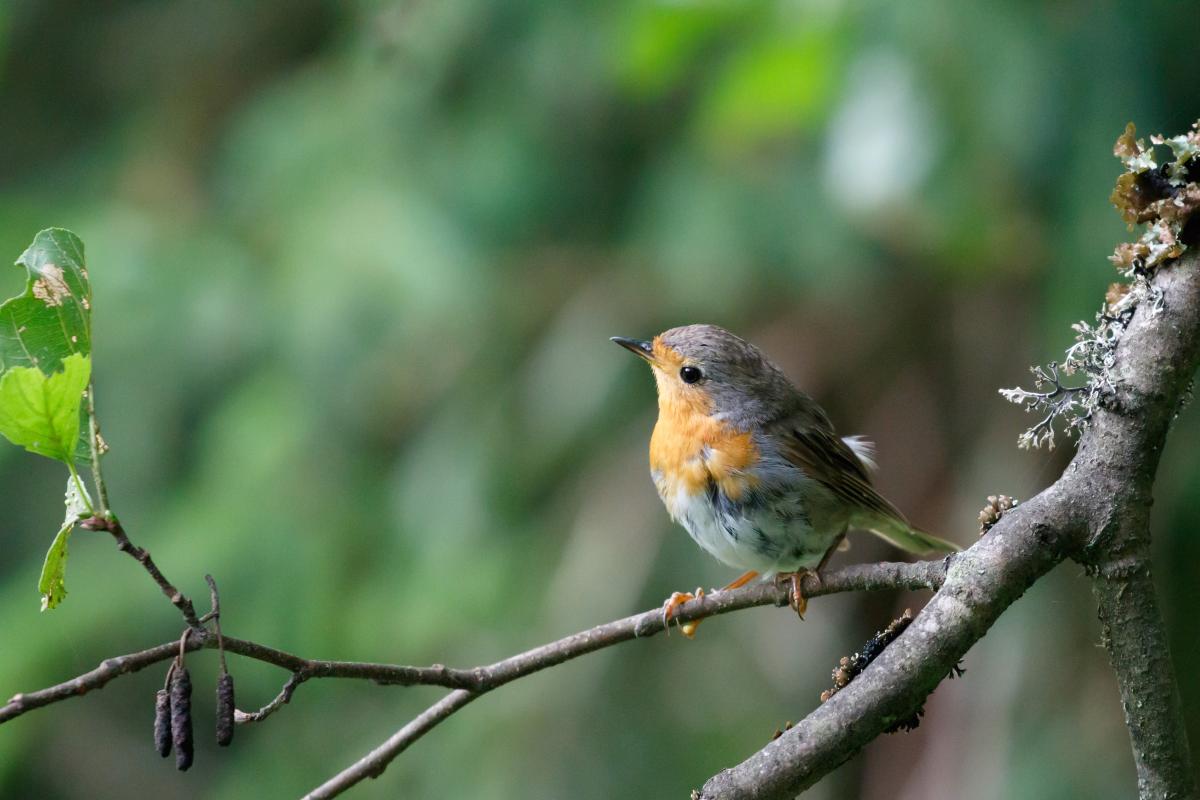 European Robin (Erithacus rubecula)