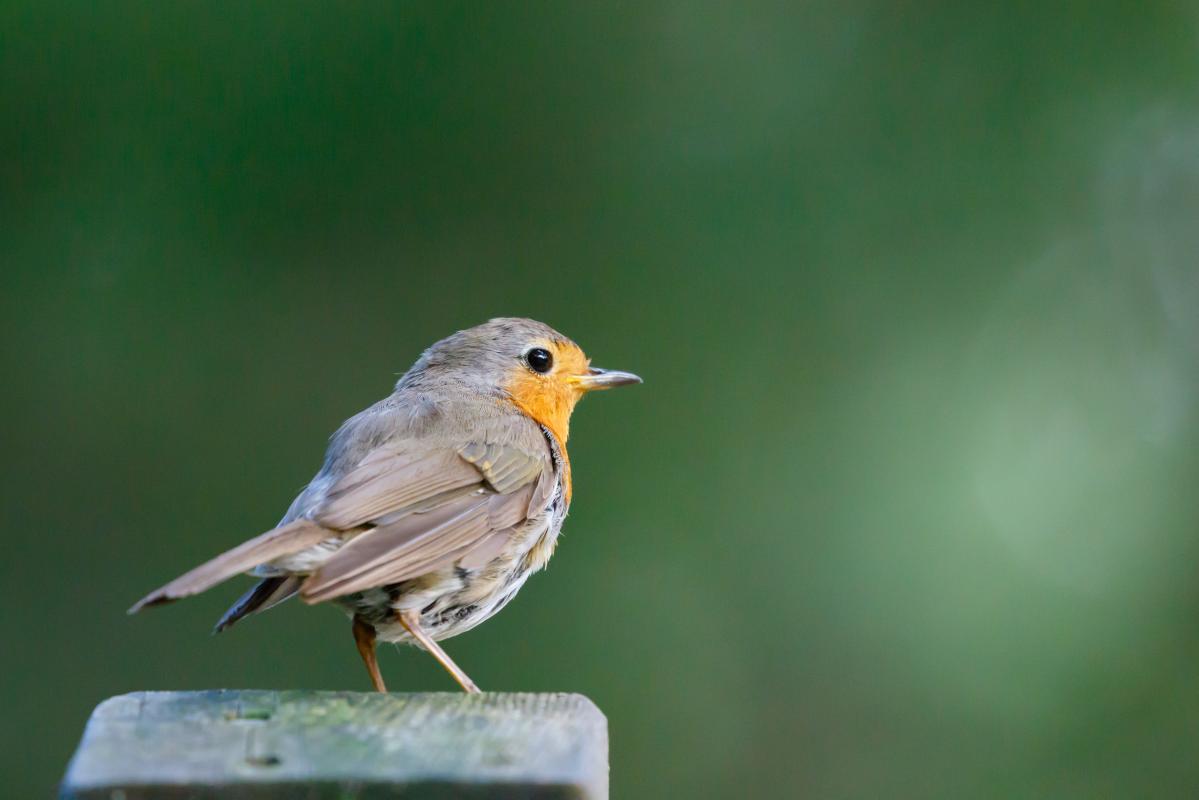 European Robin (Erithacus rubecula)