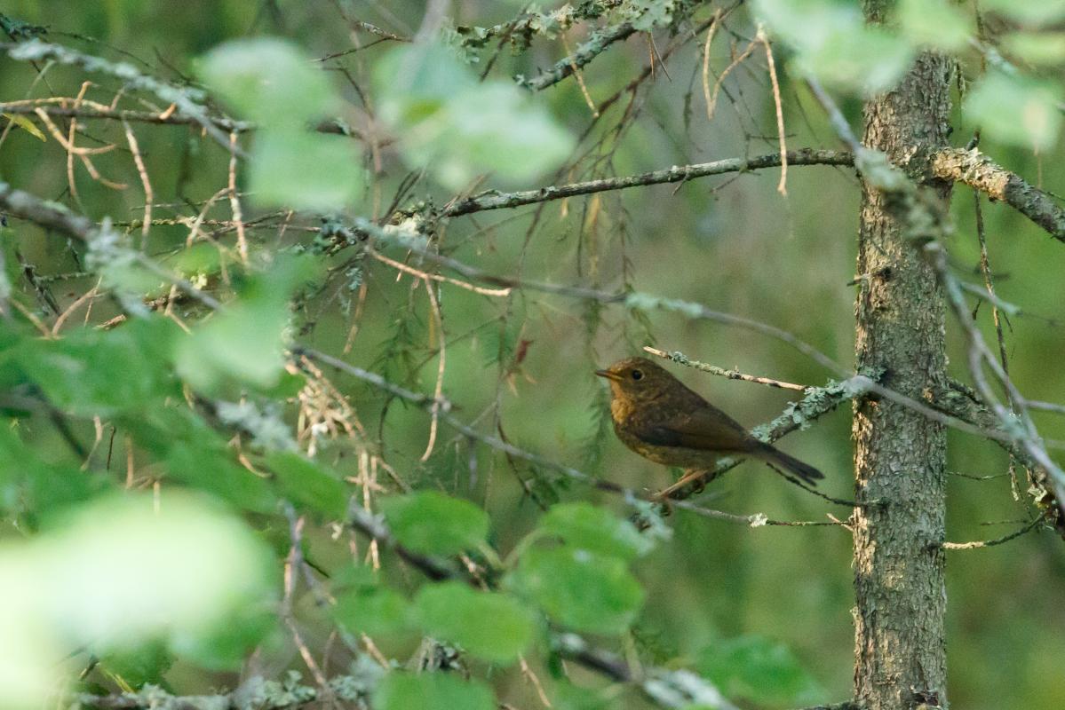 European Robin (Erithacus rubecula)