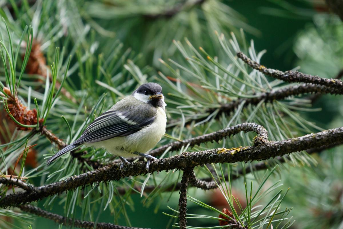 Great Tit (Parus major)