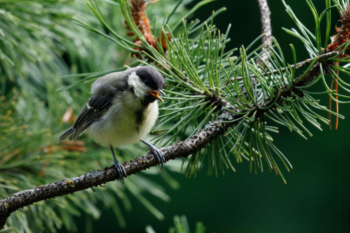 Great Tit (Parus major)