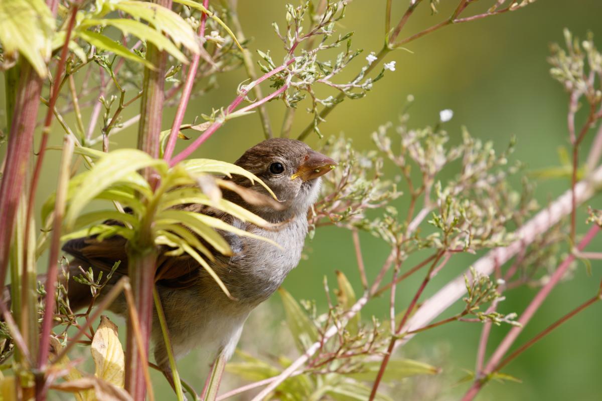 House Sparrow (Passer domesticus)