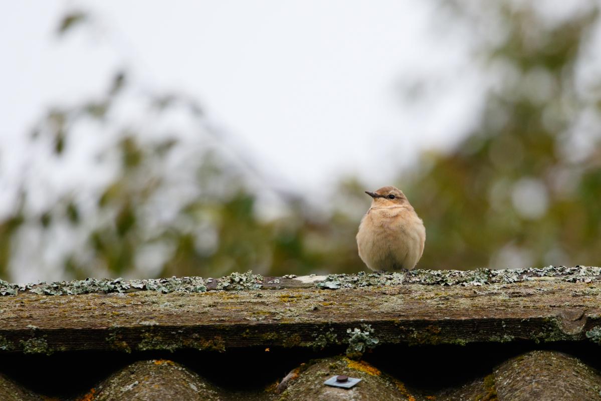 Northern wheatear (Oenanthe oenanthe)