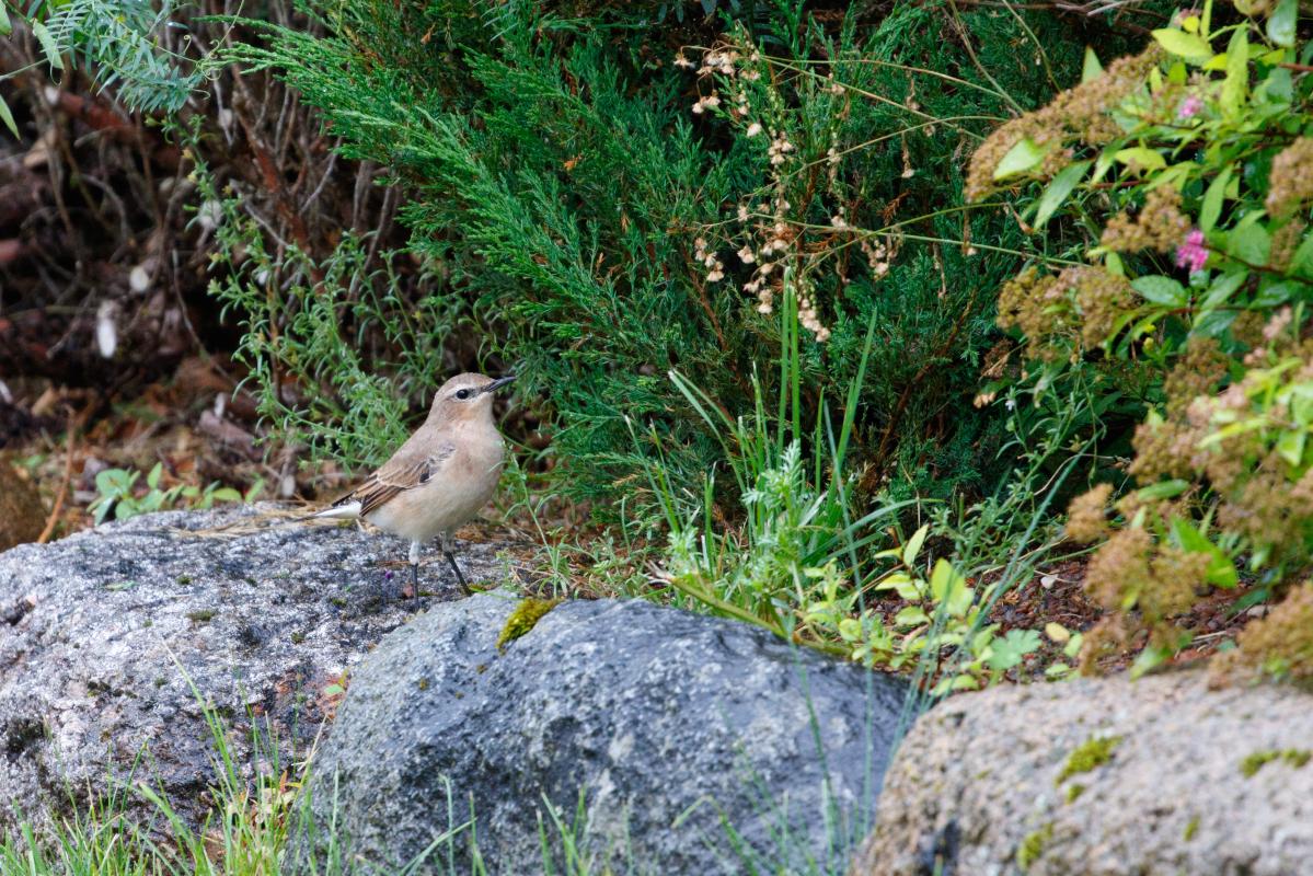 Northern wheatear (Oenanthe oenanthe)