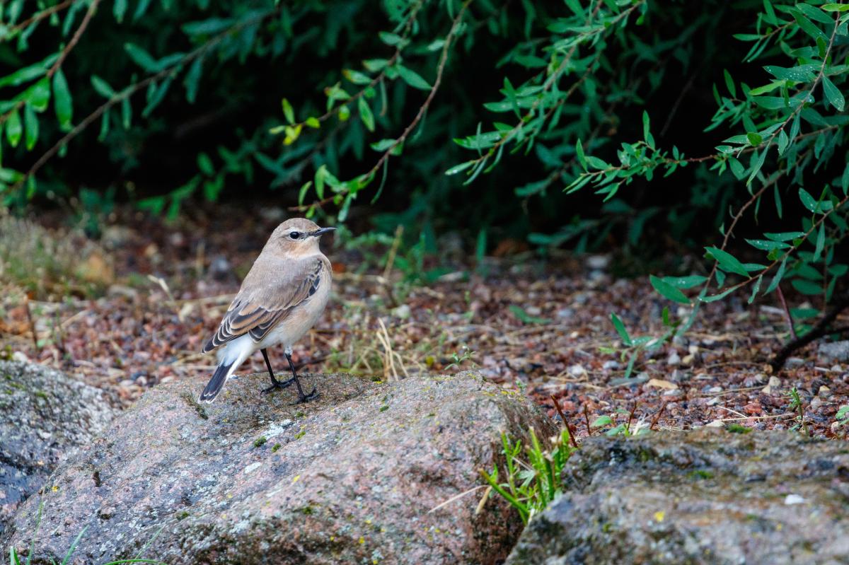 Northern wheatear (Oenanthe oenanthe)