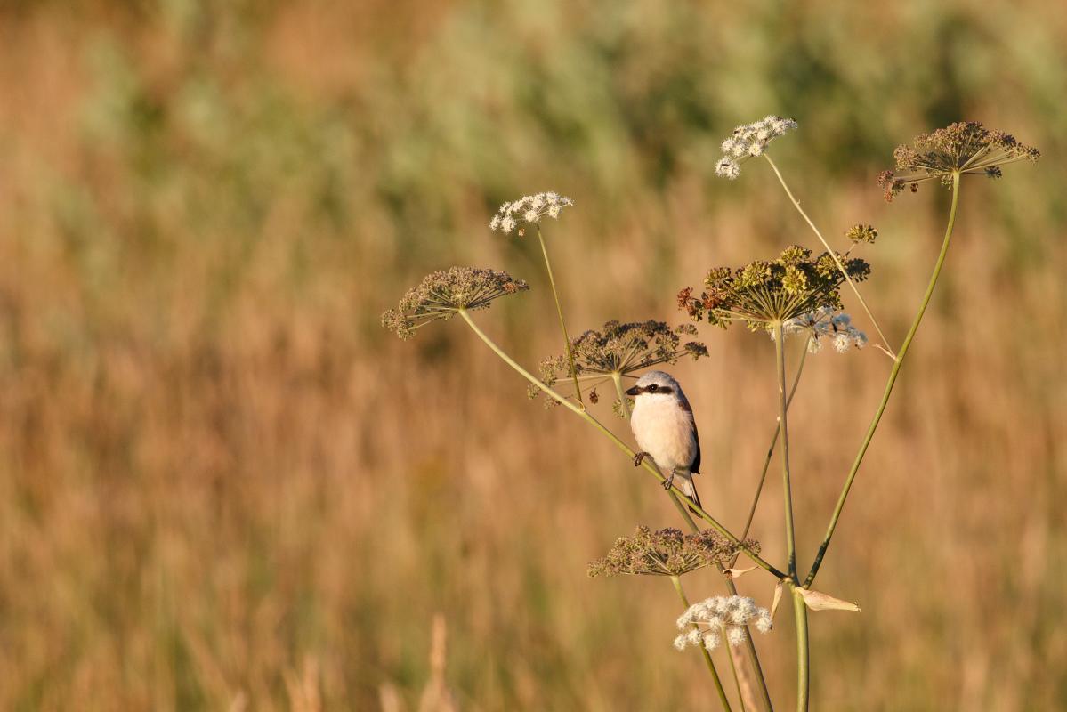 Red-backed Shrike (Lanius collurio)